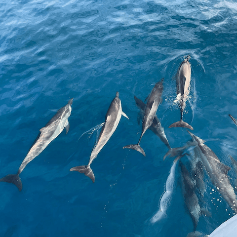 Tahiti Dolphins Sailingpng
